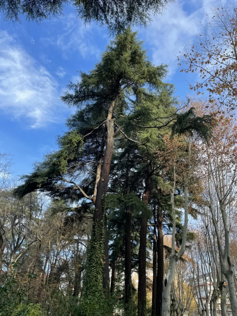 madrid city parque de atenas