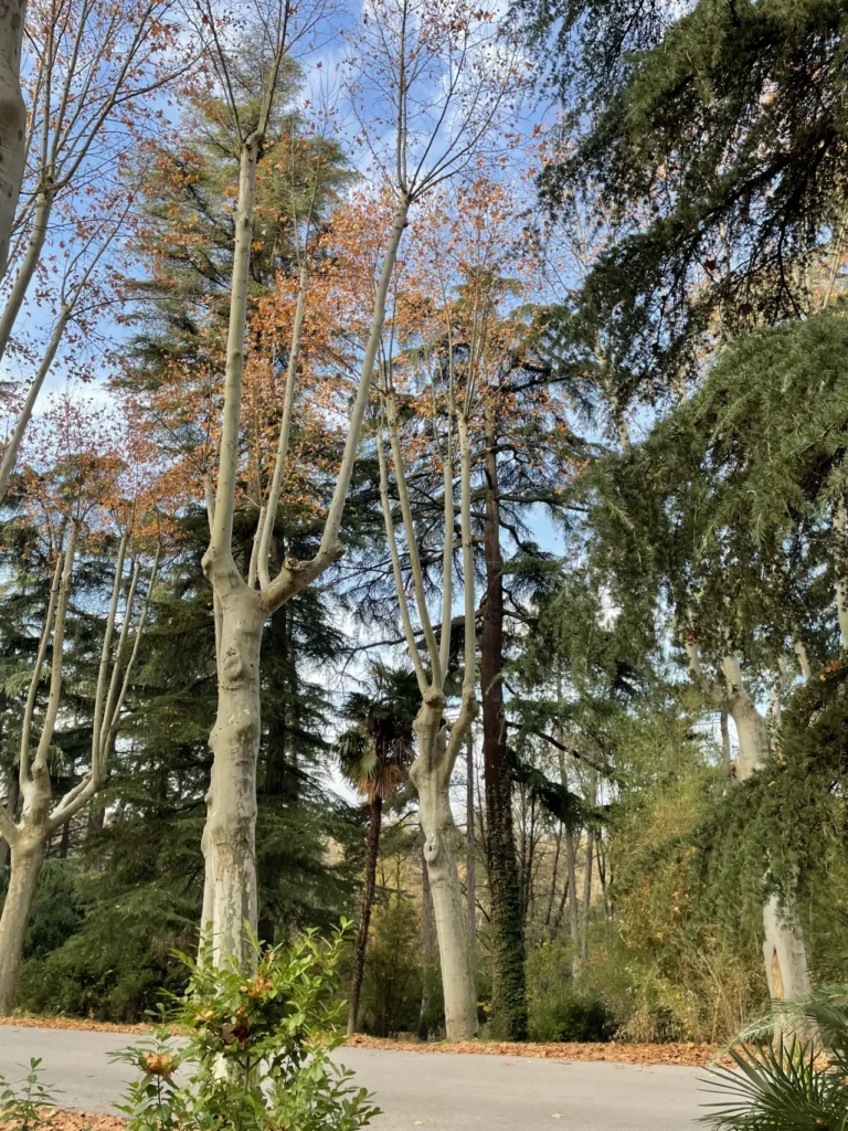 madrid city parque de atenas plane trees