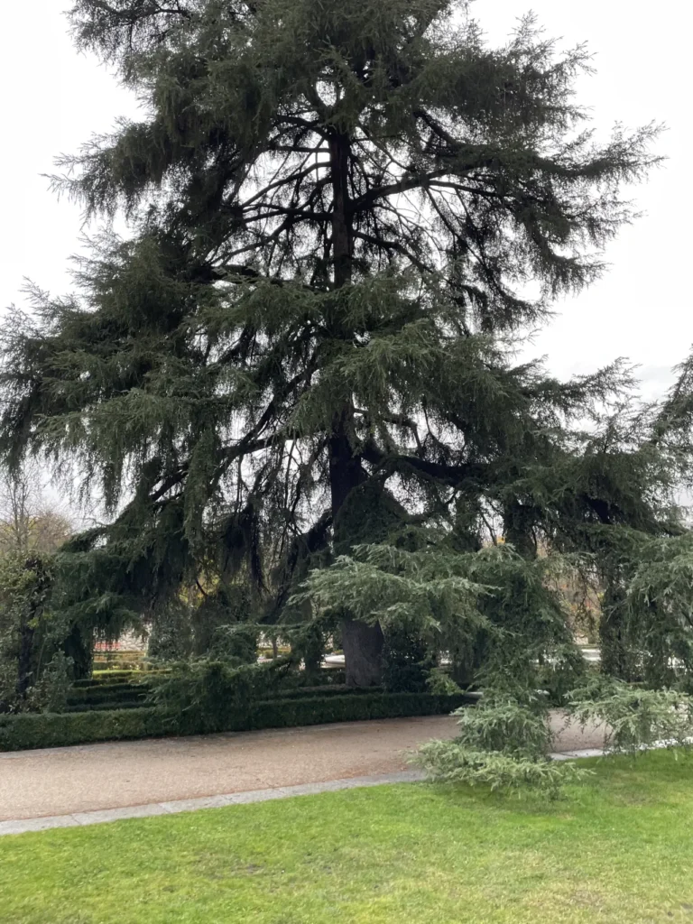 madrid city parque de el retiro trees