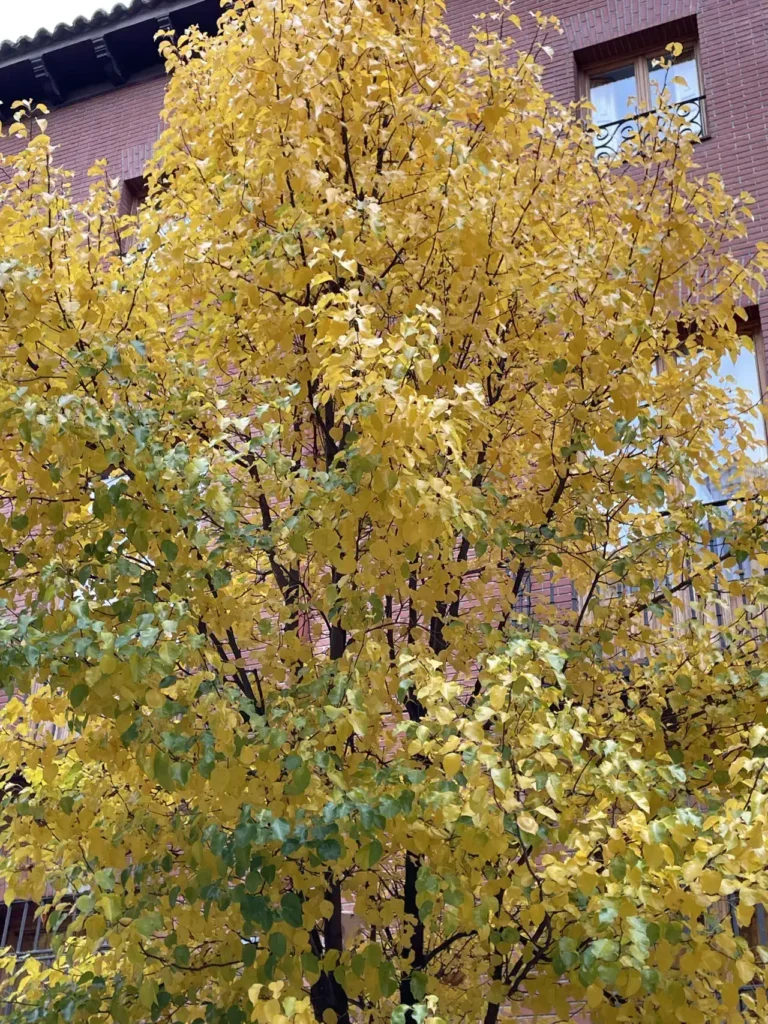 madrid city autumn yellow leafs