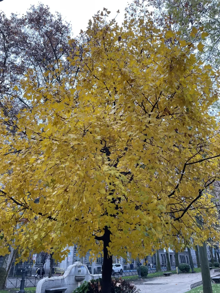 madrid city autumn yellow leafs in a park